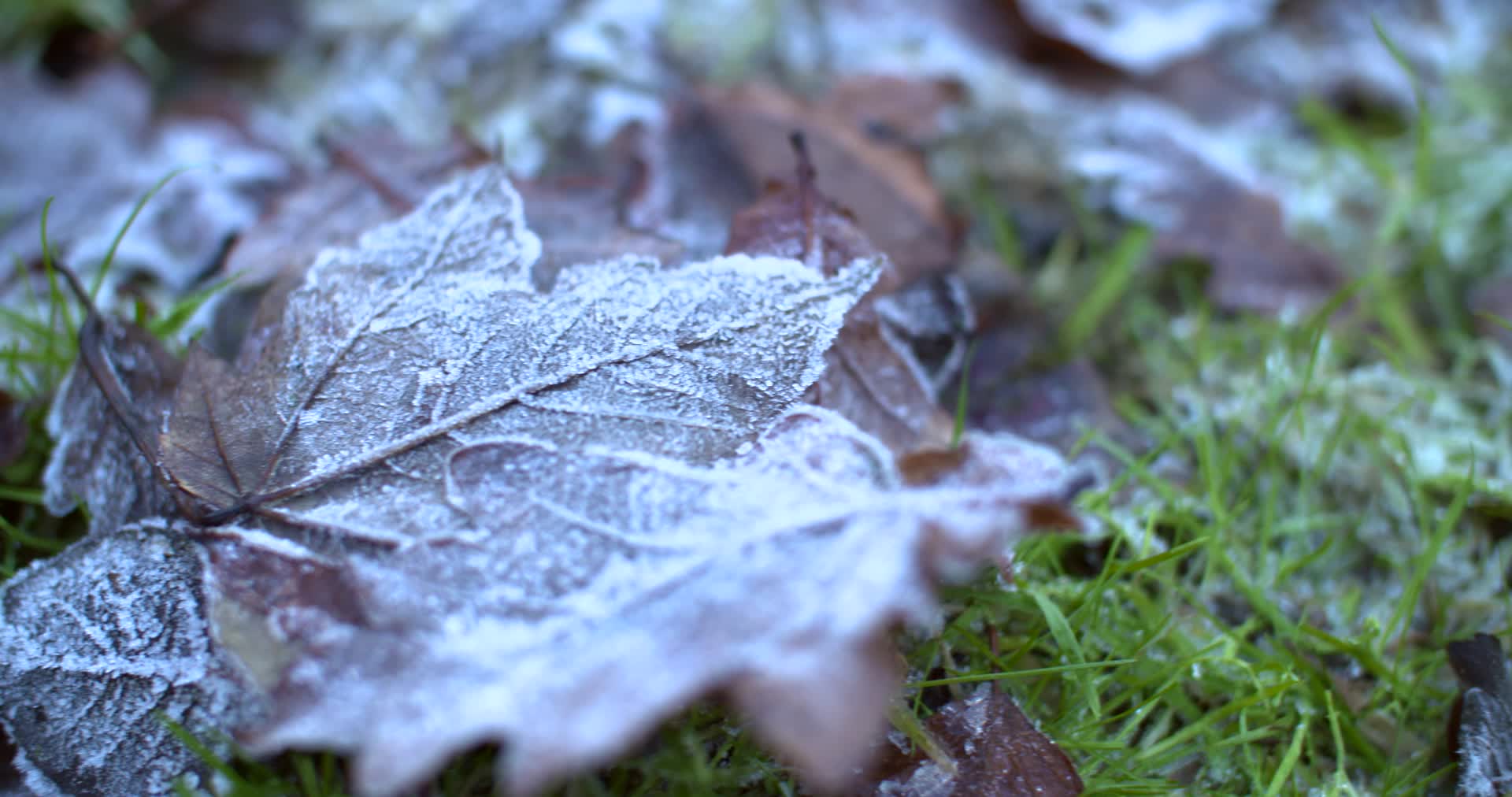 消音版结霜的树叶和草视频的预览图
