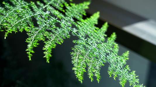 合集翠竹绿色植物阳光文竹子视频的预览图