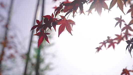 949合集秋季红枫小溪清澈水流边的品茶慢生活视频的预览图