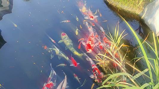 休闲生活庭院锦鲤观赏水池视频的预览图