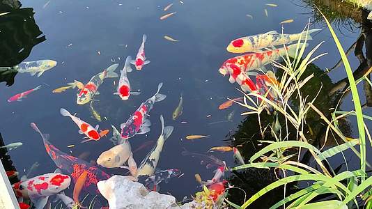庭院设计锦鲤观赏水池视频的预览图