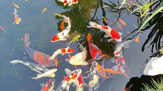 别墅庭院锦鲤观赏鱼池视频的预览图