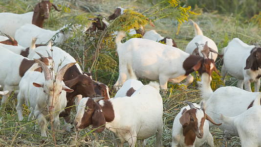 农村乡村农民散养的山羊视频的预览图