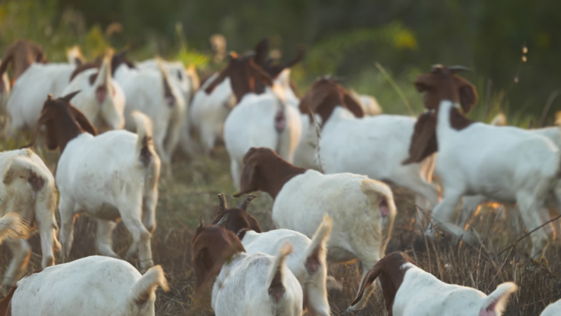 农村乡村农民散养的山羊视频的预览图
