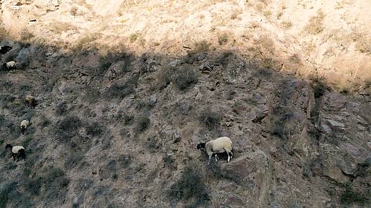 峭壁上的小羊视频的预览图
