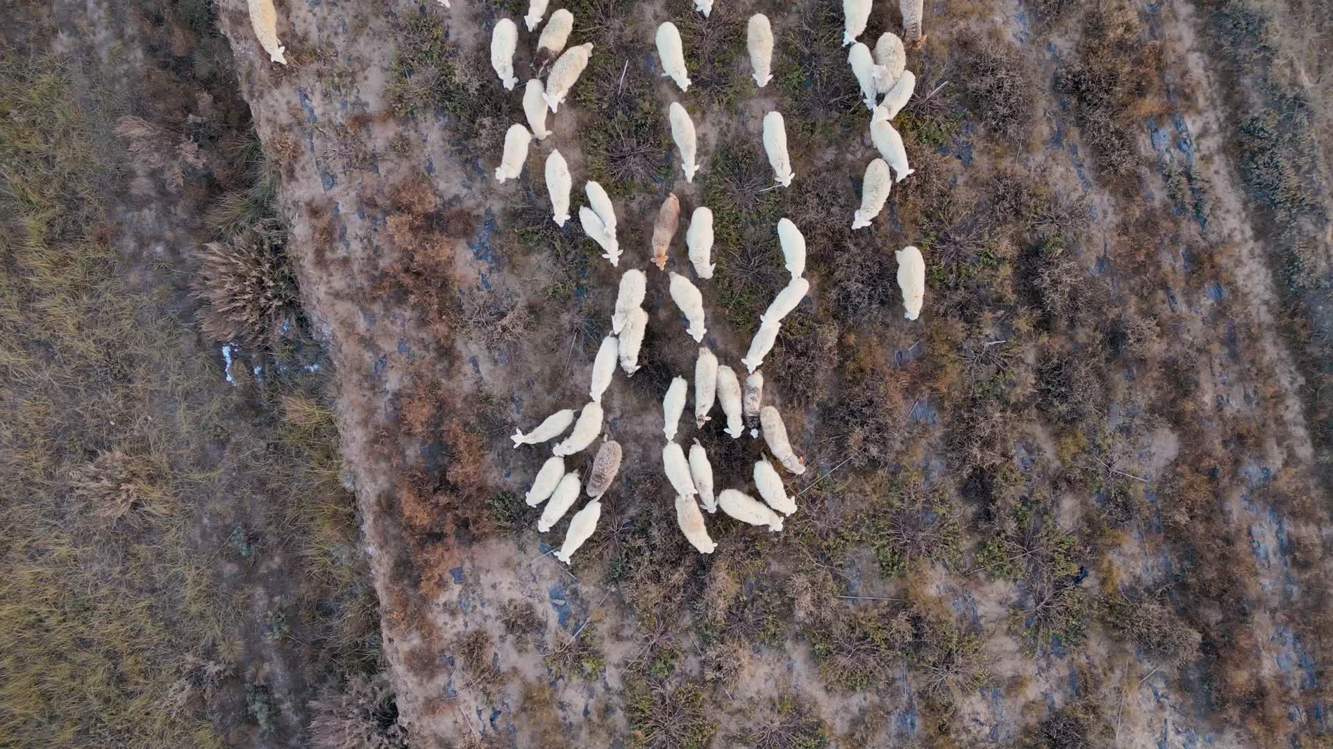小羊吃草视频的预览图