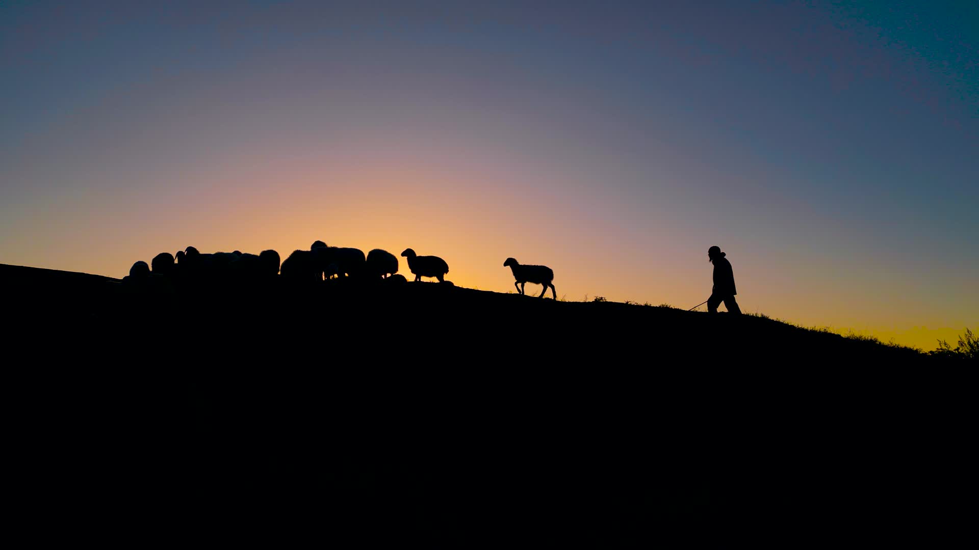 夕阳下回家的放羊老人视频的预览图
