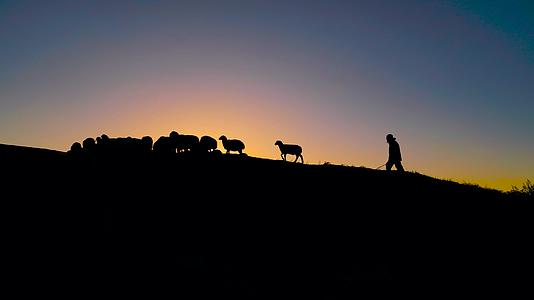 夕阳下回家的放羊老人视频的预览图