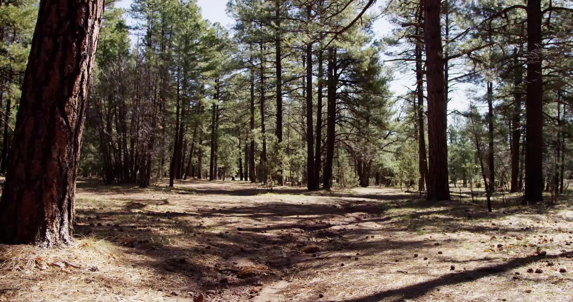 消声版树林视频的预览图