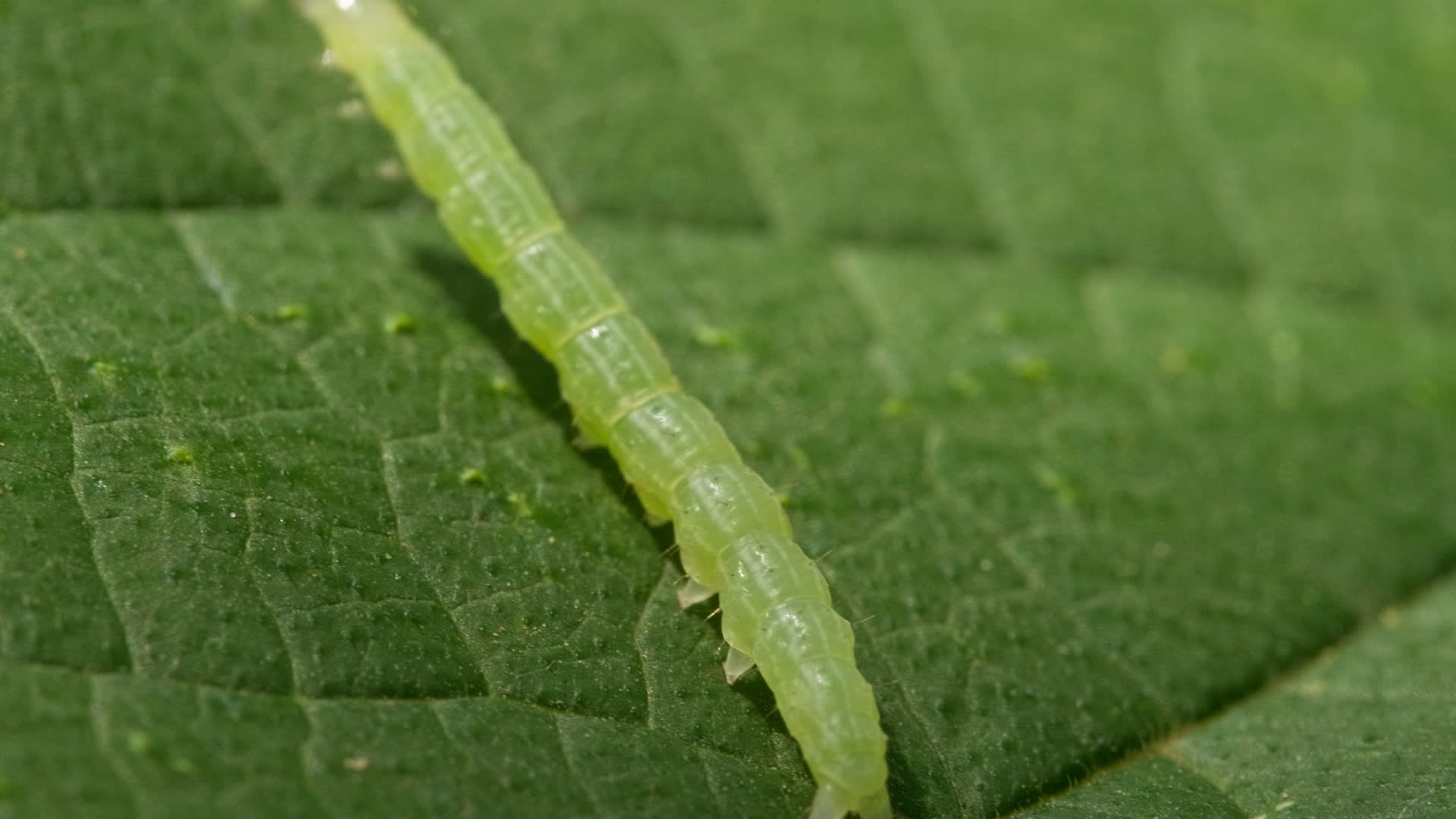 春天夏天自然界森林植物上的昆虫视频的预览图