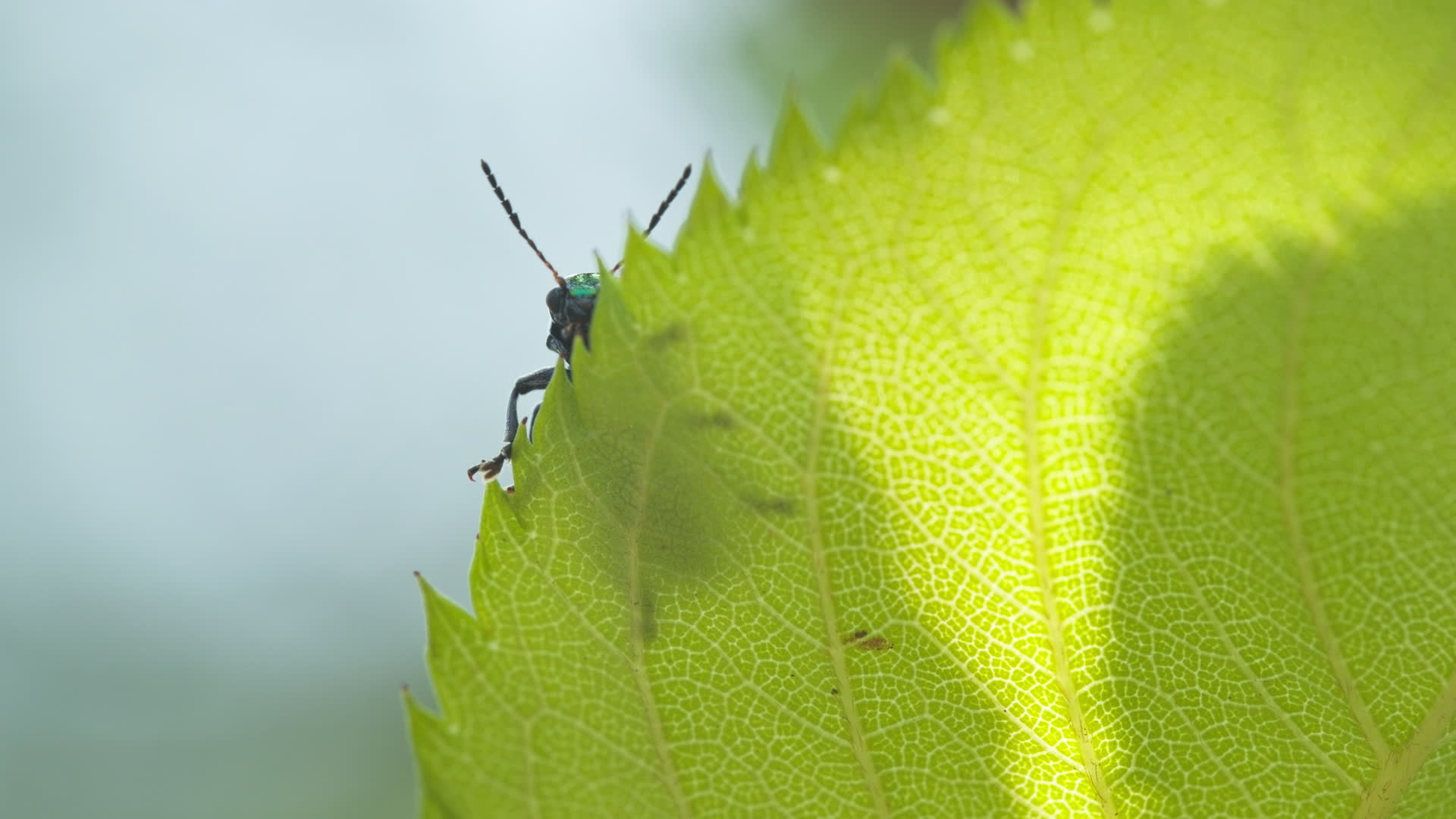 春天夏天自然界森林植物上的昆虫视频的预览图