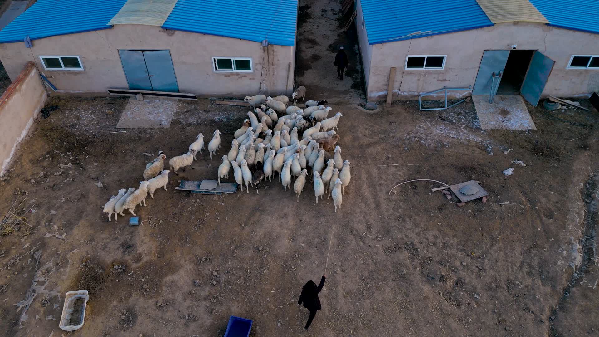 赶羊老人视频的预览图