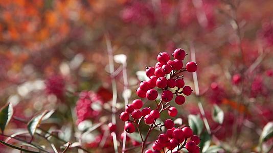 秋天的果实南天竹红色户外自然景色视频的预览图