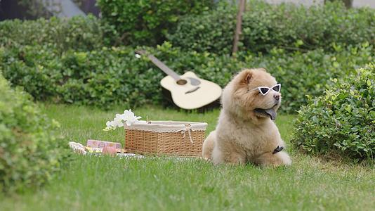 狗在草坪带墨镜春游视频的预览图