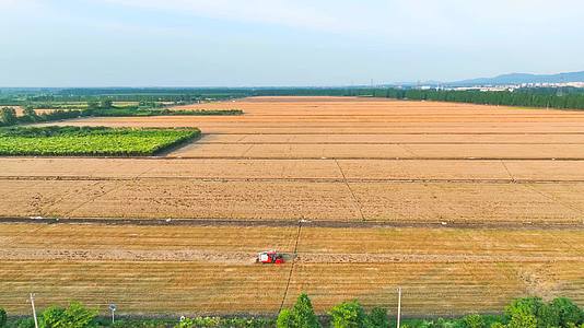 农场万亩麦田收割乡村振兴视频的预览图