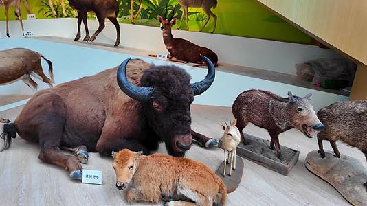 陕西西安贝林自然博物馆自然博物馆动物标本视频的预览图