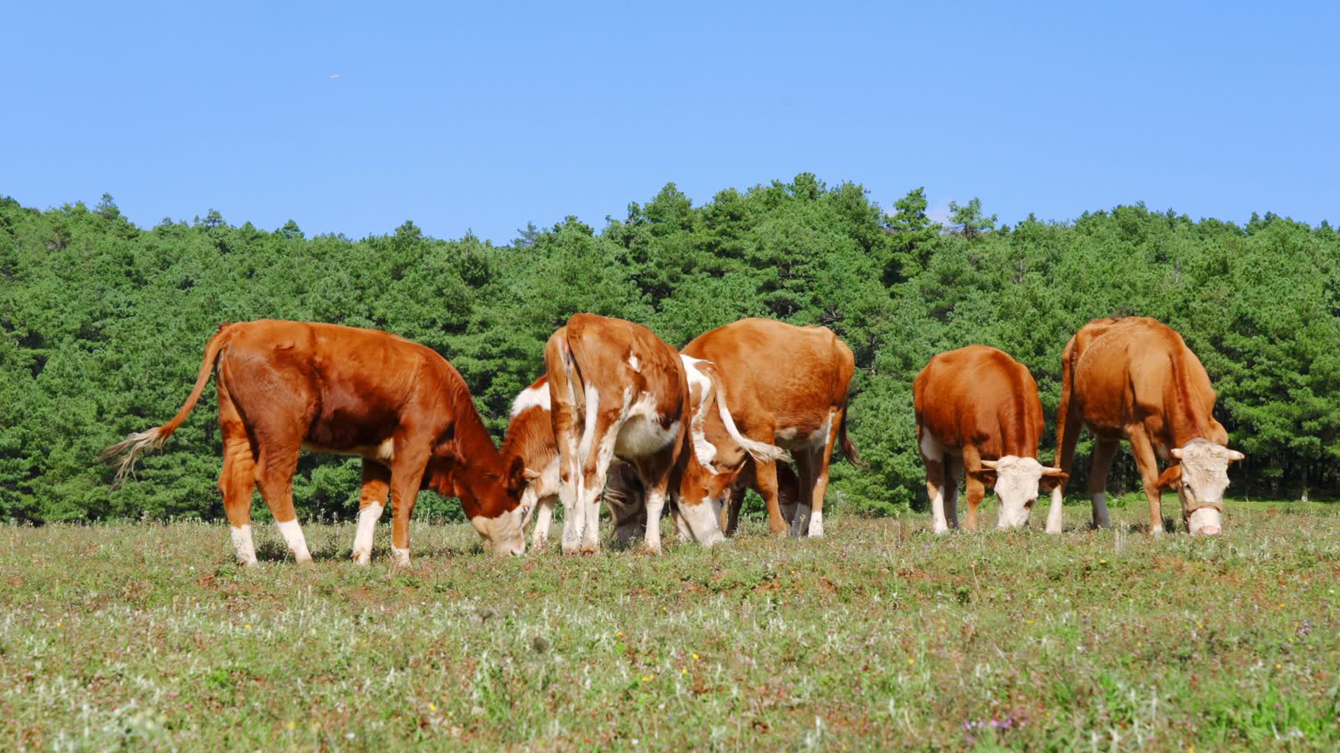 牧场大草原蓝天白云下吃草黄色白色相间的牛视频的预览图