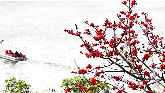 海南昌化江江畔木棉花4K航拍视频视频的预览图