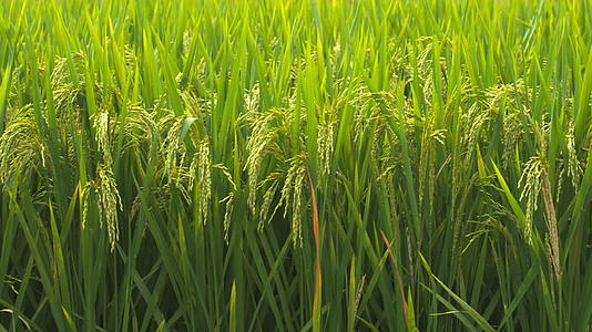 农村乡村水稻田野大米粮食庄稼丰收视频的预览图