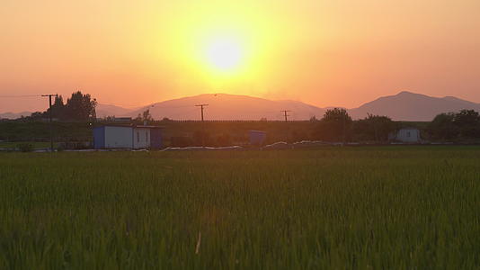 农村乡村水稻田野大米粮食庄稼丰收视频的预览图