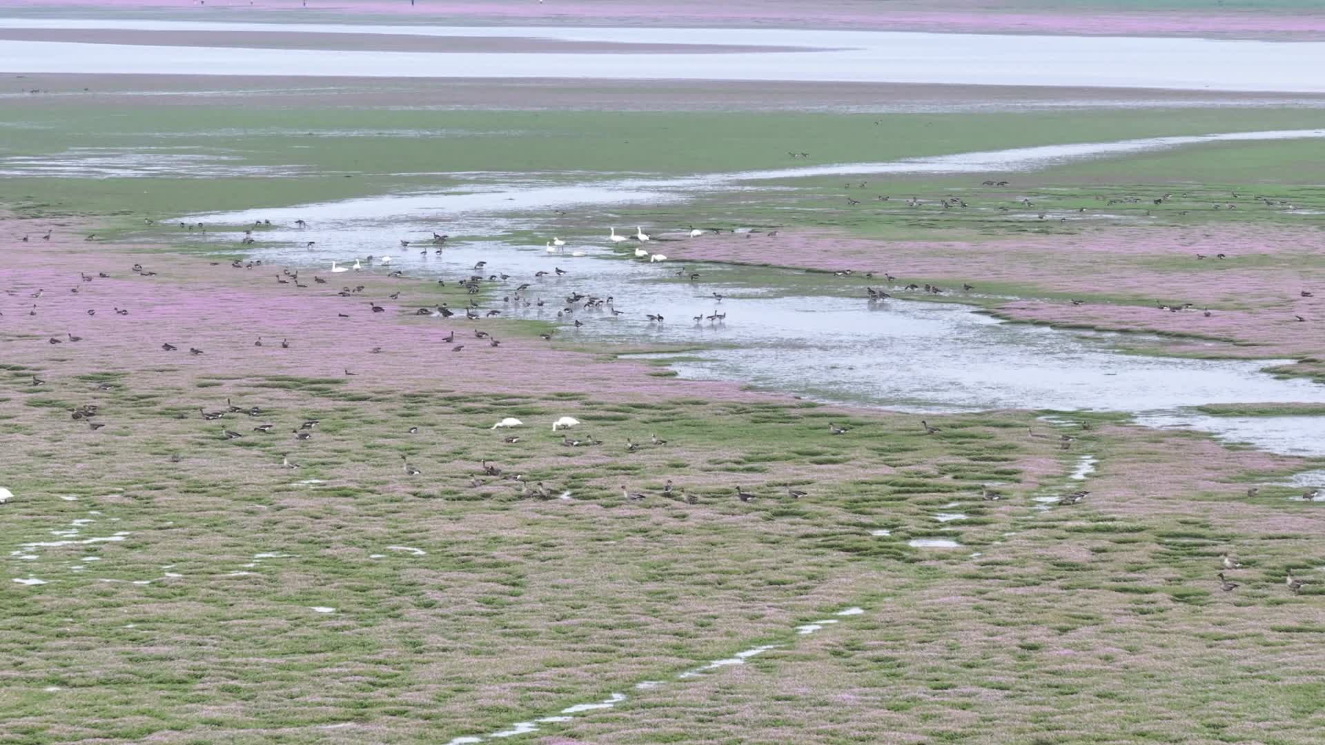 4K鄱阳湖蓼子花和候鸟迁徙生态视频的预览图