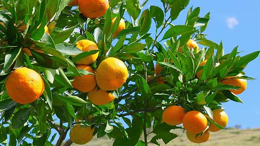 怒江州兰坪县金秋十月农村果园里挂满金黄色的橘子橙子视频的预览图