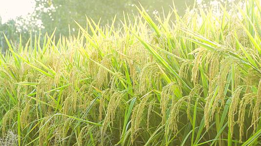 农业丰收水稻特写视频的预览图