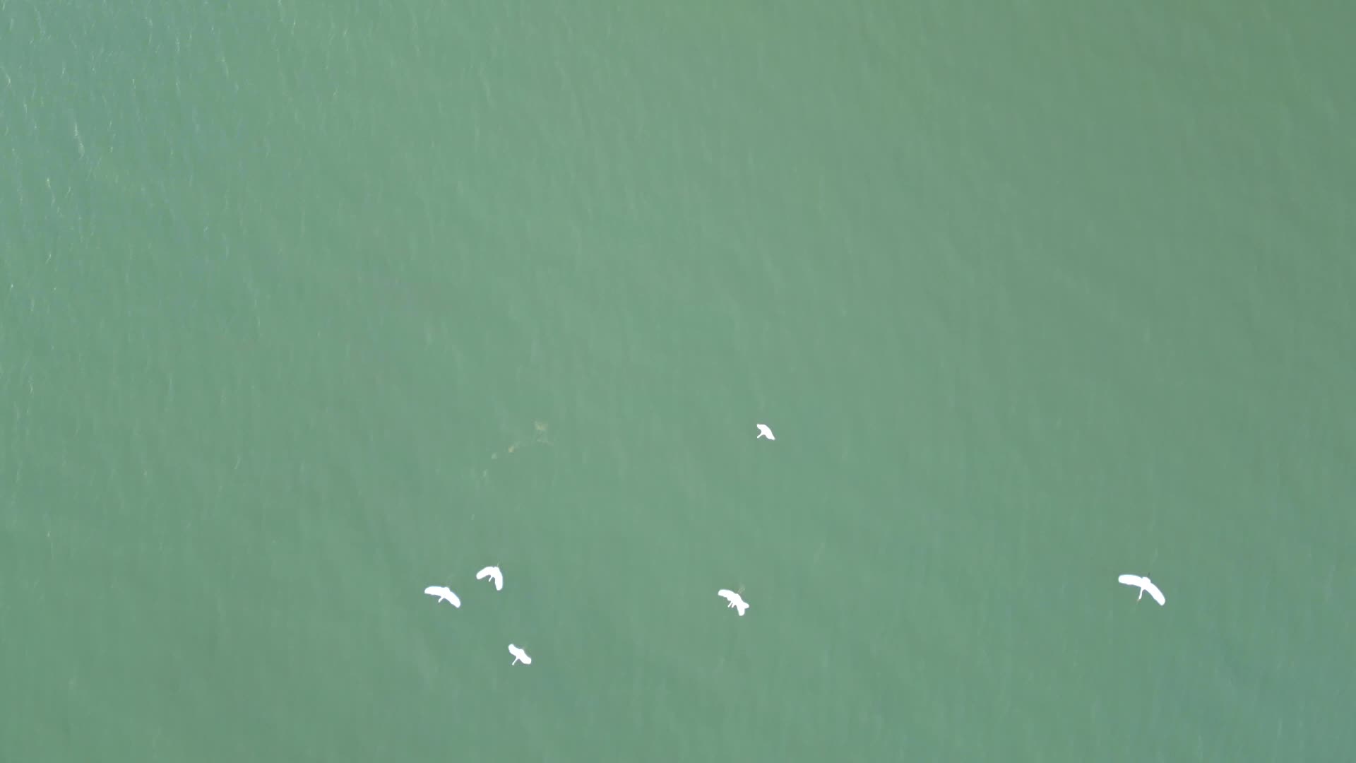 冬日下午海面航拍一群追逐飞翔的白鹭视频的预览图