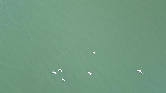 冬日下午海面航拍一群追逐飞翔的白鹭视频的预览图