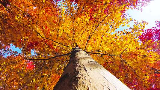 15分钟秋天风景红枫银杏落羽杉视频的预览图