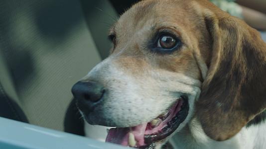 4k实拍狗狗在车内热得吐舌头视频的预览图