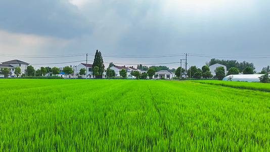 美丽乡村田园风光水稻田视频的预览图