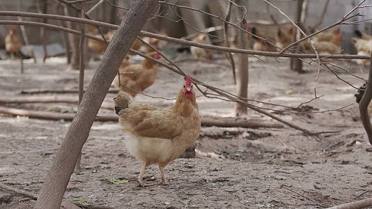 农家散养鸡02视频的预览图