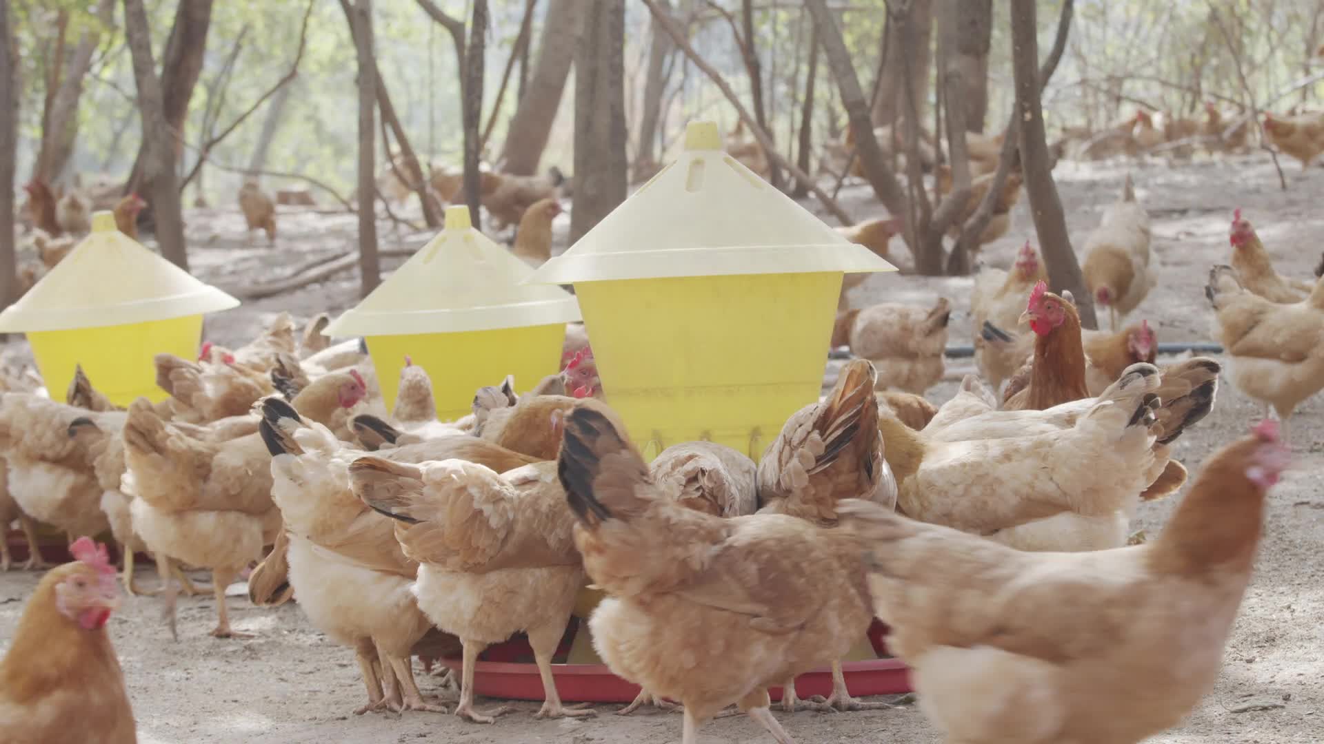 农家散养鸡03视频的预览图