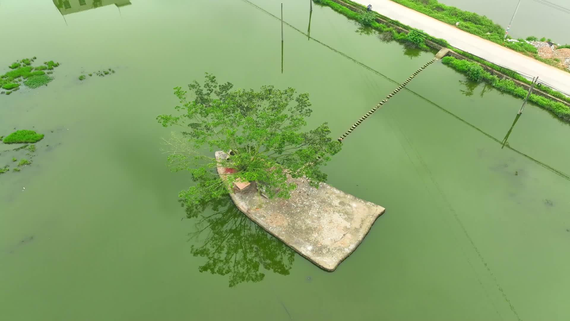 湖中间的小树视频的预览图