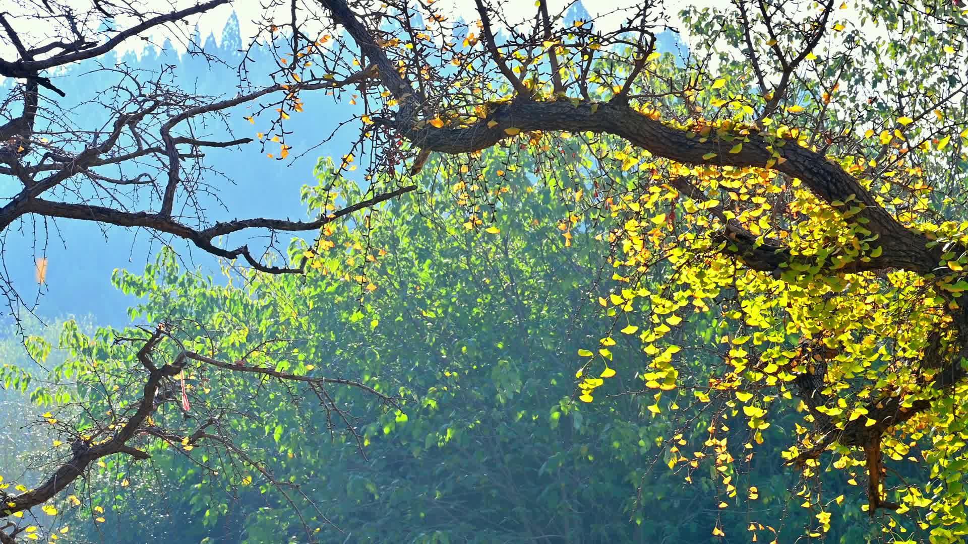 深秋银杏树视频的预览图