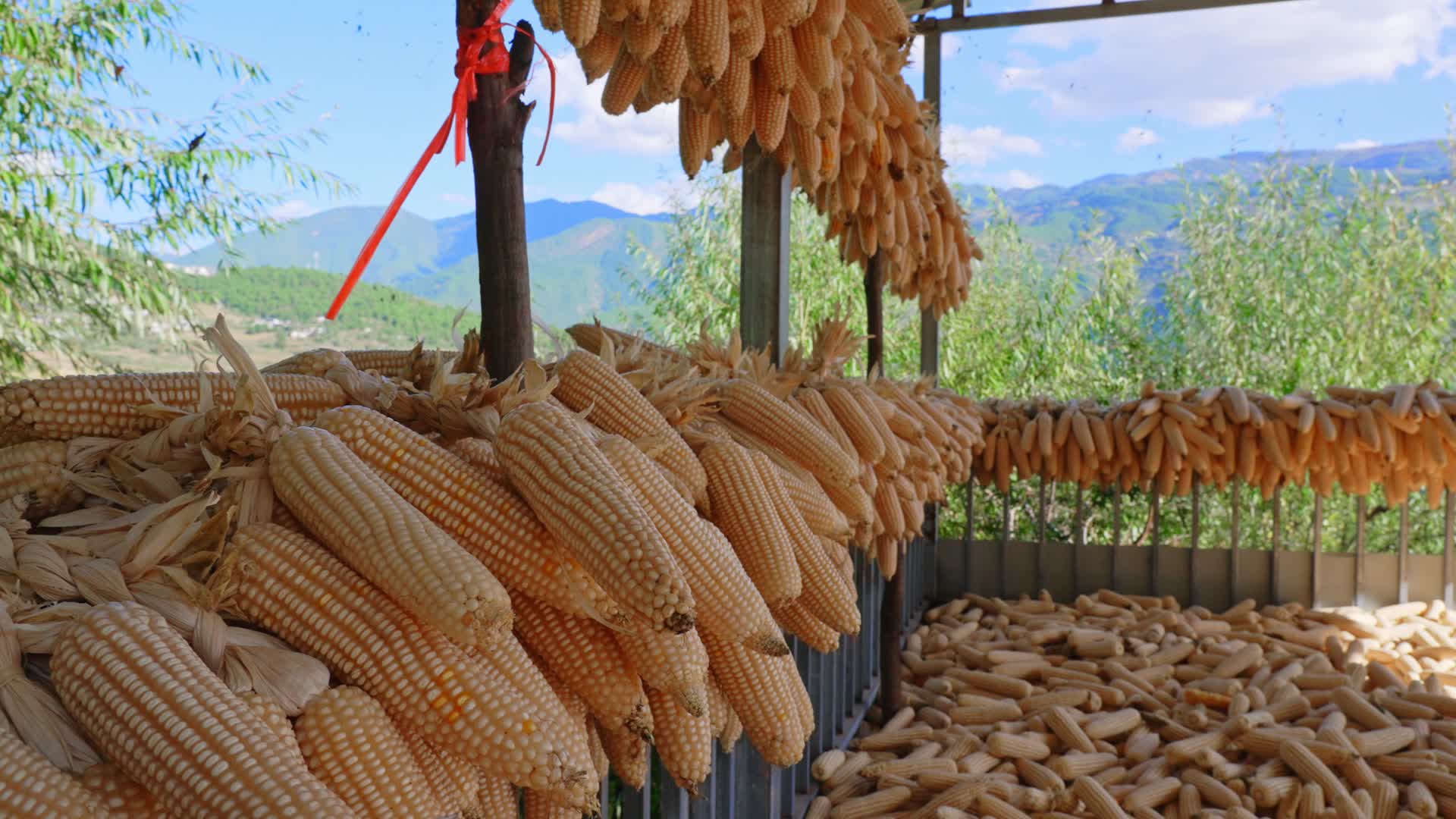 金秋时节农村农户农民农作物玉米包谷大丰收视频的预览图
