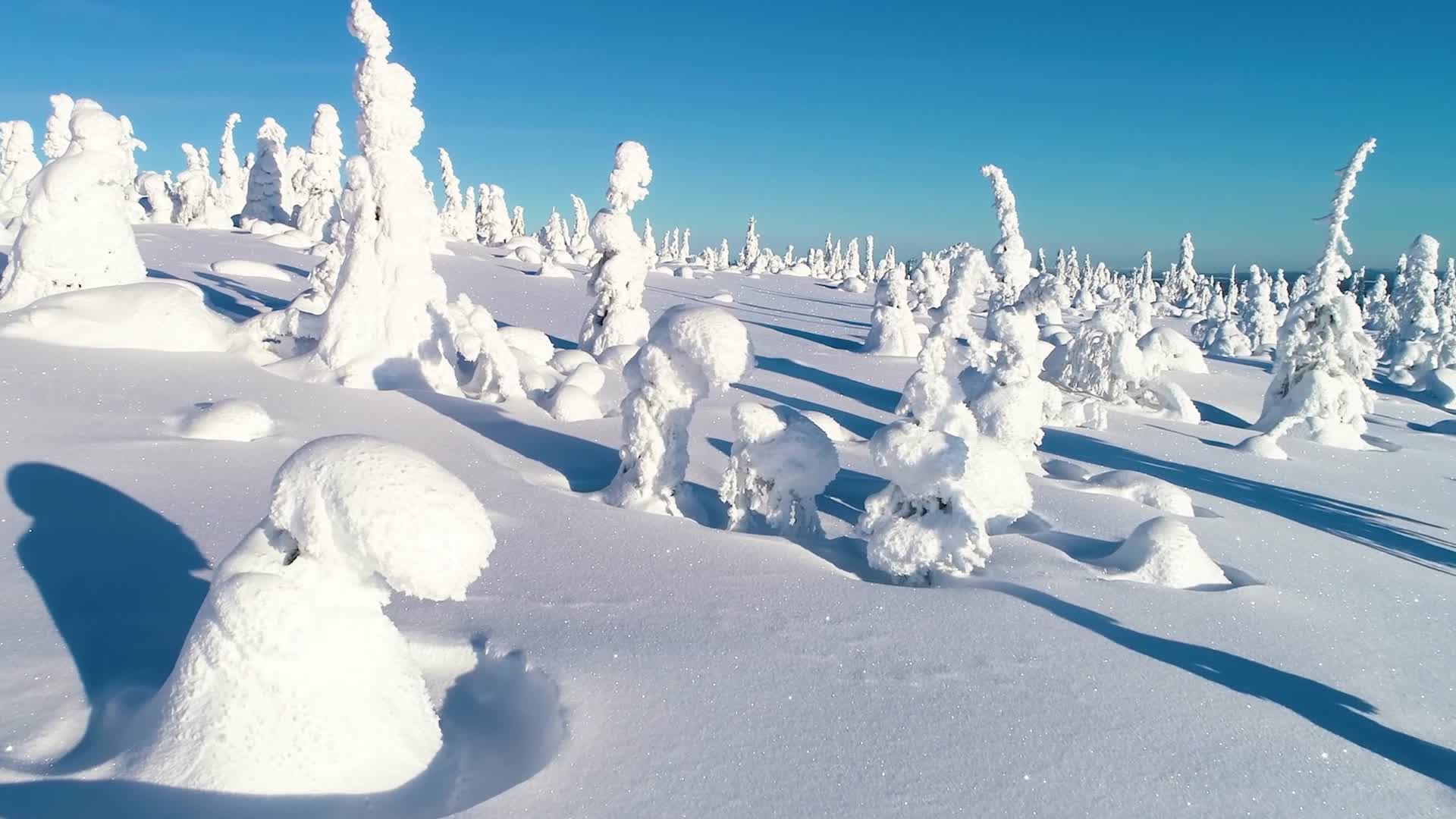 冬日雪原视频的预览图