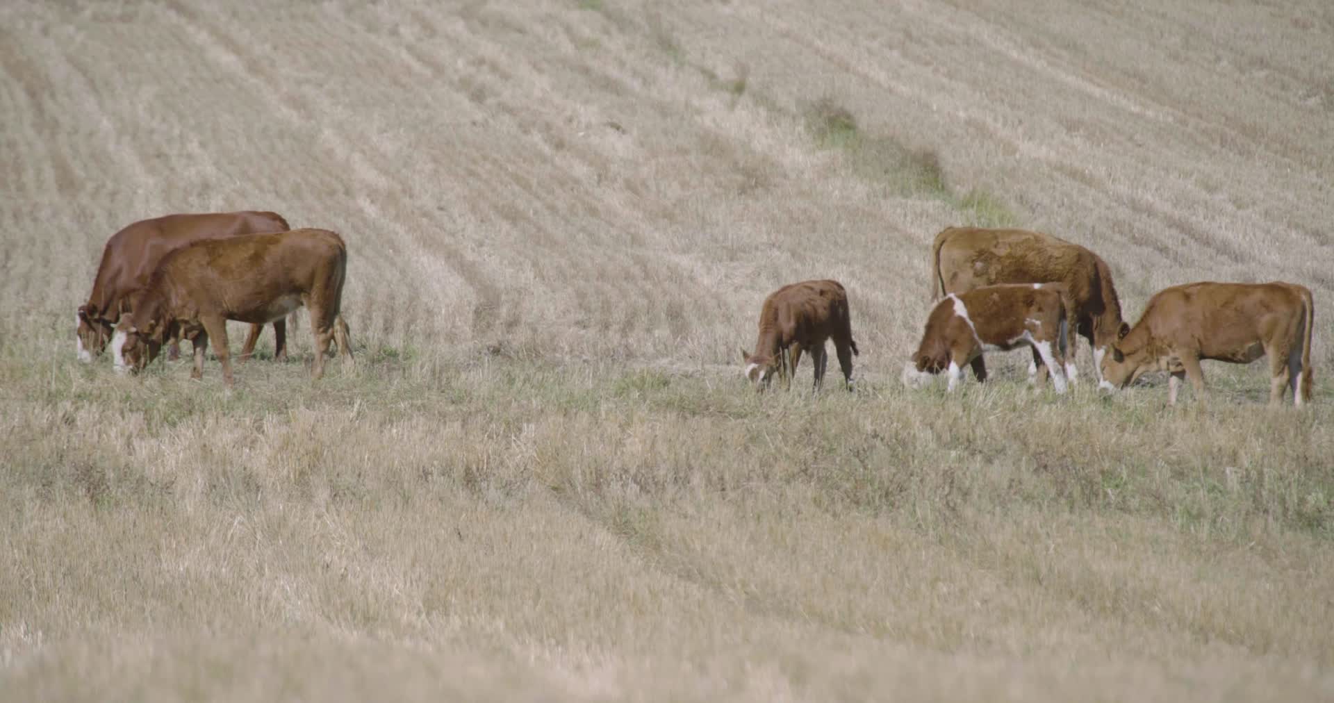 秋收田野放牛放牧放牛人视频的预览图