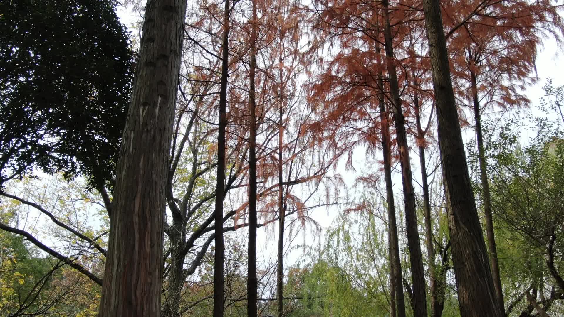 空景杉树视频的预览图