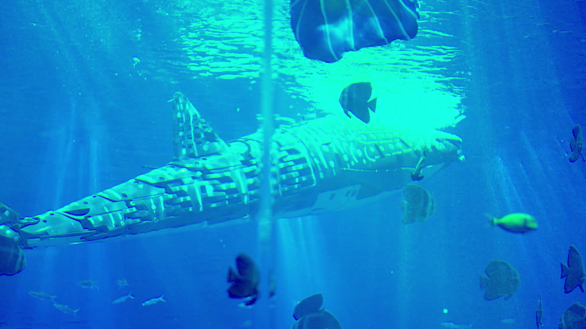 美人鱼表演海洋馆海豚视频的预览图