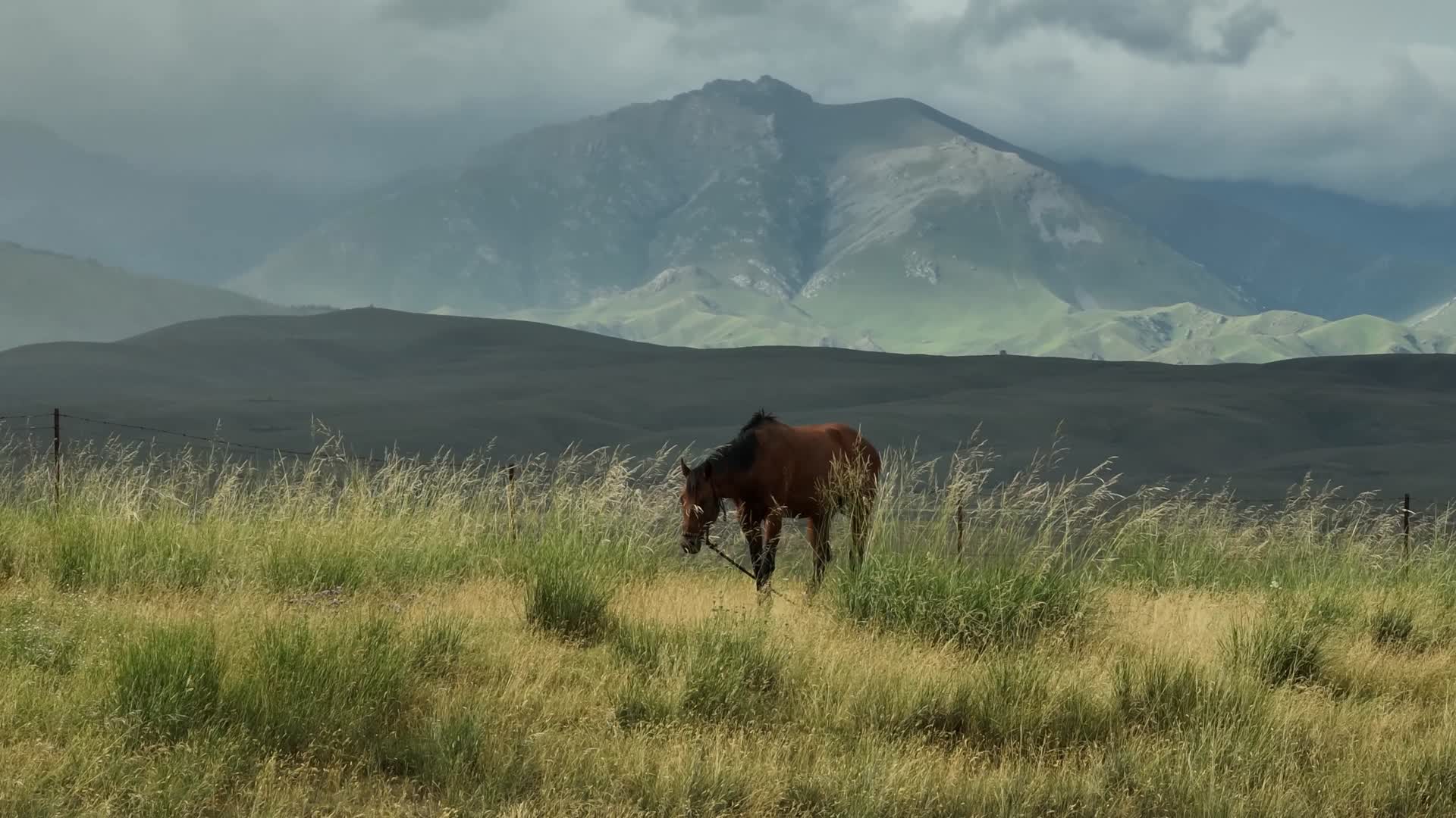 山脉草原马航拍风景视频的预览图