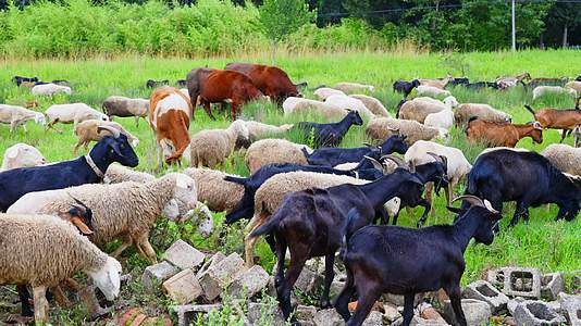 农场牧场正在吃草的羊群肥壮的山羊绵羊绿草视频的预览图