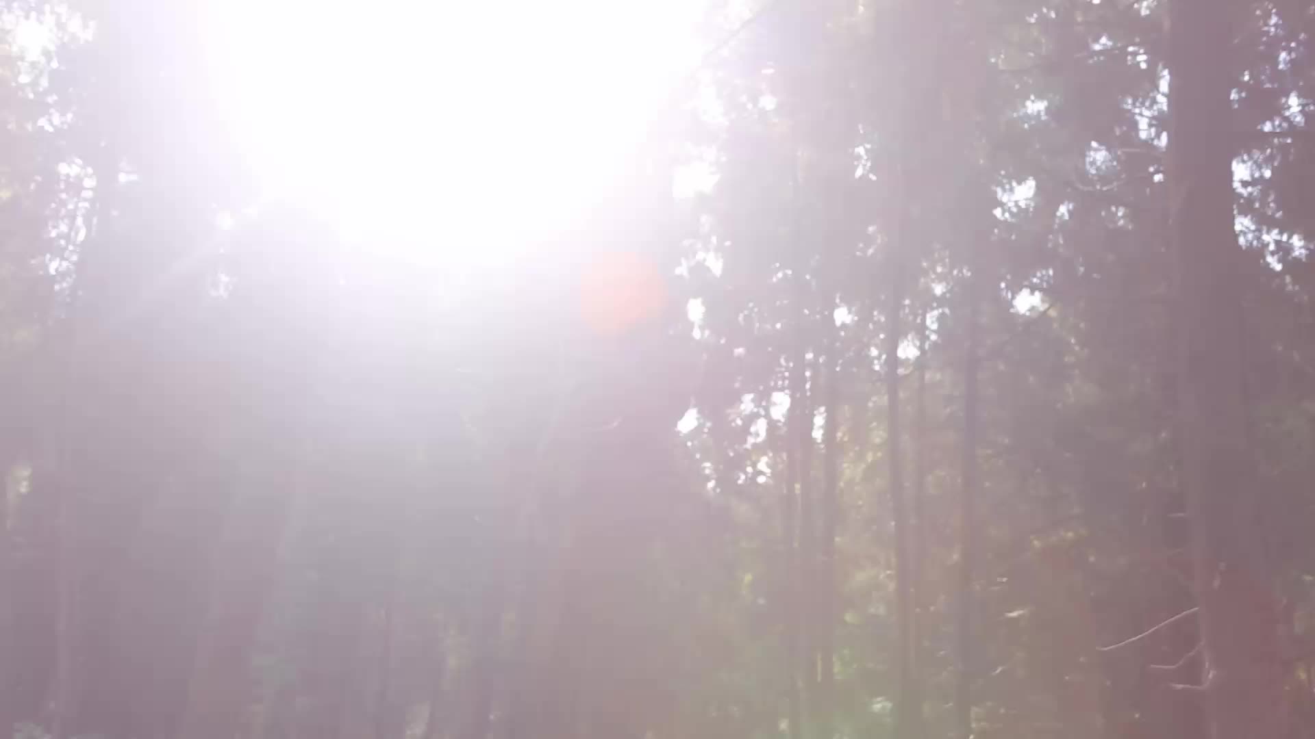 阳光散落树林间视频的预览图