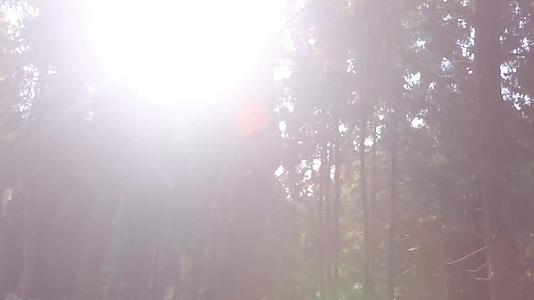 阳光散落树林间视频的预览图