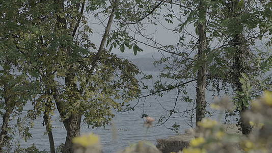 秋天湖边的树随风摇摆4k30p视频的预览图