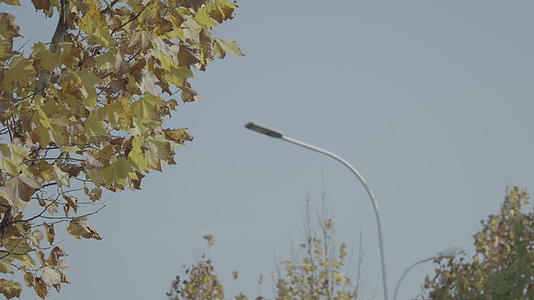 泛黄的枫叶随风摇动4k30p视频的预览图