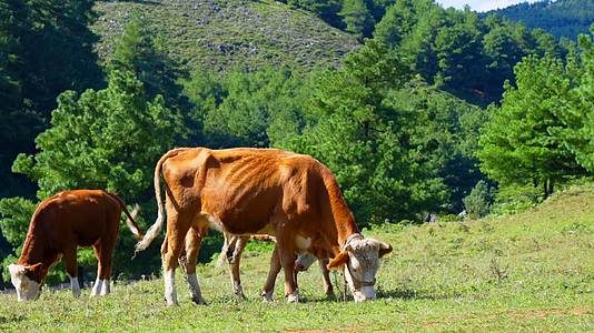 草原上牧场里黄色的牛群在绿色的草地上吃草视频的预览图