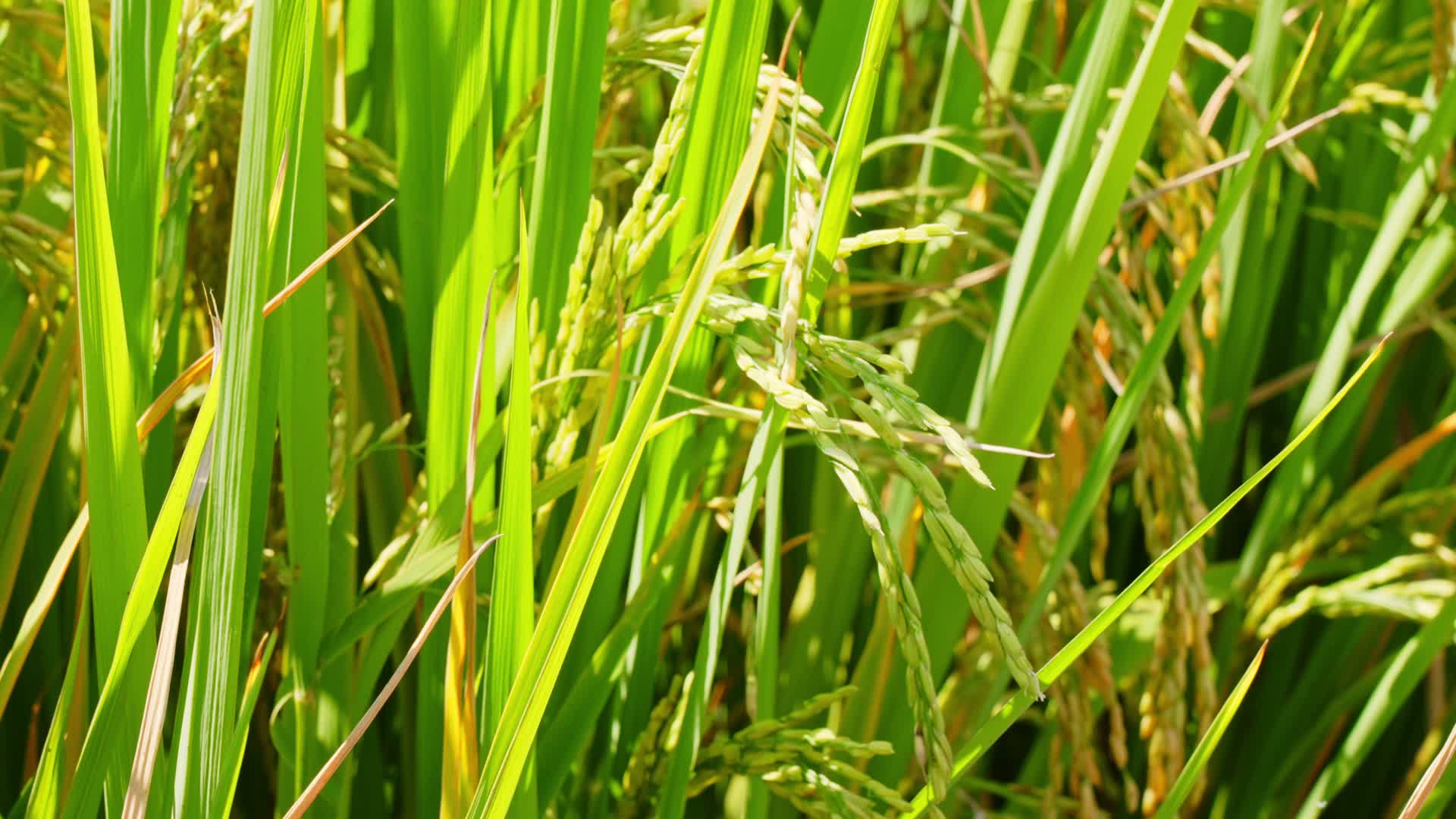 乡下农村农田里生长茂盛稻穗饱满的水稻随风摇动视频的预览图