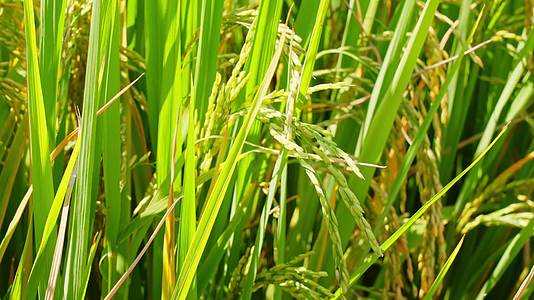 乡下农村农田里生长茂盛稻穗饱满的水稻随风摇动视频的预览图